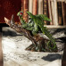 Forest Freedom (26.8cm)