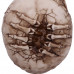 Breaking Out Skull (20cm)